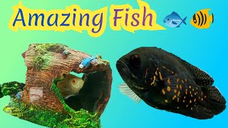 Amazing fish video  Fish video  Fish aquarium [upl. by Krum246]