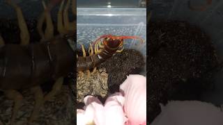 Scolopendra subspinipes music love spider [upl. by Ulphiah]