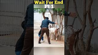 BAKRA prank shorts viralshorts trendingshorts shortsfeed youtubeshorts [upl. by Ailehc]