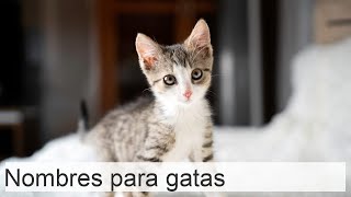 250 Nombres bonitos para gatas y gatitas  Muy originales [upl. by Milah956]