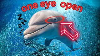 DOLPHIN SLEEP ONE EYE OPEN How dolphinquots sleep [upl. by Llekim594]