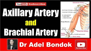 Axillary Artery and Brachial Artery Dr Adel Bondok [upl. by Atinaj73]