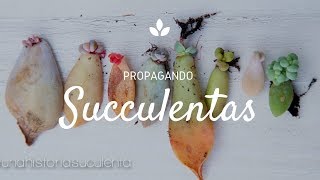 Como Propagar Suculentas por hoja paso a paso  How to propagate succulents step by step CC English [upl. by Kenrick]