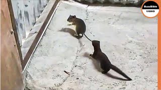 Weasel Rips a Mouse To Death  Look How He Caught it [upl. by Aneehsyt]