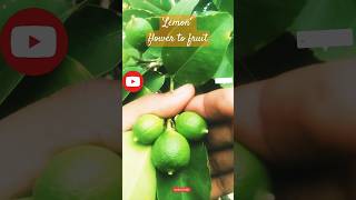 Beautiful lemon plantnature garden flowers citrus citrus familykhatte music [upl. by Kcirddec41]