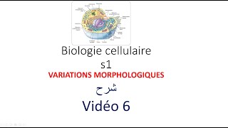 biologie cellulaire s1 vidéo 06  variations morphologiques شرح [upl. by Nereen]