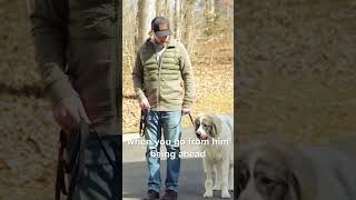 The Best Way to Handle Distractions with Your Dog [upl. by Crifasi]