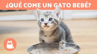 ¿Cómo ALIMENTAR a un GATO de 1 MES 🐱 Alimentación de un Gato Bebé [upl. by Britney829]