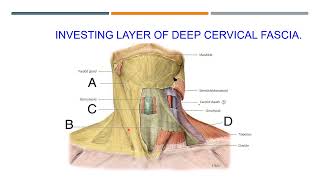 Anatomy of the neck [upl. by Ahders]