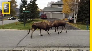 Watch Moose Fight in a Quiet Alaska Suburb  National Geographic [upl. by Kayla]