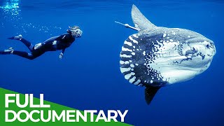 Ocean Stories  Full Series  Free Documentary Nature [upl. by Nylirak90]