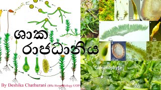 ශාක රාජධානිය  kingdom plantae   A\L Biology [upl. by Schumer]