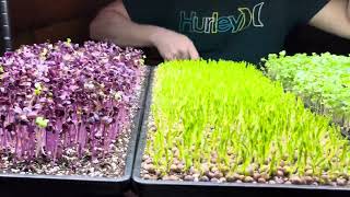 Our mini farming microgreens [upl. by Tav]