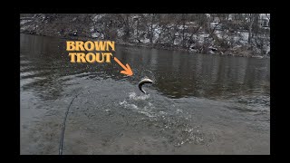 Brown Trout  Wisconsins Sheboygan River [upl. by Argus890]