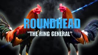 ROUNDHEAD GAMEFOWL BLOODLINE Fighting Style and History [upl. by Forkey]