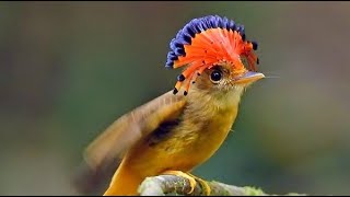 pacific royal flycatcher bird this bird so beautiful [upl. by Otrebogir]