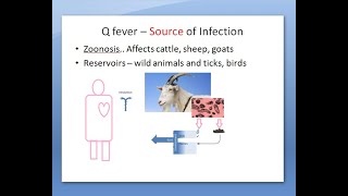 Microbiology 412 a Q fever Coxiella burnetii bacteria coccobacilli inhalation [upl. by Ajssatsan11]