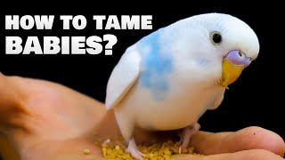 How to tame baby Budgie birds [upl. by Neliac]