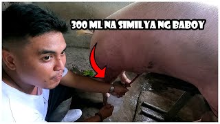 Pano MagHarvest ng Similya ng Baboy Para sa Artificial Insemination  Kumikitang Negosyo [upl. by Yttocs]