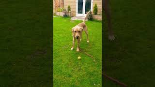 Playful Buddygoldador goldadorlovers mypetmylife mypet dogplaying tennisball [upl. by Lehctim]