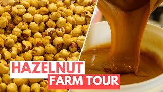 How a Hazelnut Family Farm in Italy Processes 160 Tons of Fresh Nuts Every Year  Claudia Romeo [upl. by Charlton408]