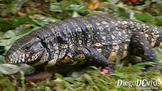 Tupinambis merianae Teiidae Lagarto Teiú  Santa Catarina [upl. by Hoppe]