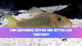 Can Corydoras Catfish And Bettas Live Together A Bettas Perfect Tank Mate [upl. by Akimot]