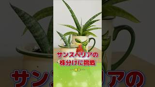 サンスベリアの株分けに挑戦（ 後半）shorts 観葉植物 plants [upl. by Annanhoj]