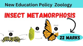 Insect Metamorphosis  Metamorphosis In Insects [upl. by Cele]