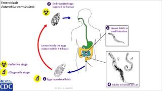 Enterobius vermicularis life cycle [upl. by Eram]