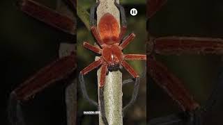 ¡Descubren araña cangrejo gigante en selva amazónica de Ecuador ¿es peligrosa [upl. by Blatman]