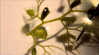 Utricularia australis Traps  A Carnivorous Plant [upl. by Candi]