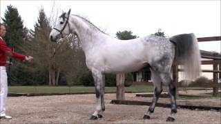 CHELLANO ALPHA Z Zangersheide stallion by Contender wwwequineevolutioncom [upl. by Acitel]