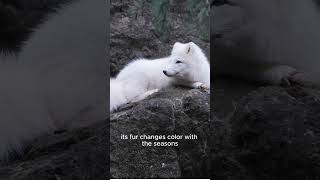 The Arctic Fox Nature’s Snow Thriver [upl. by Corene]