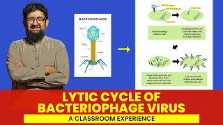 Lytic Life Cycle of Bacteriophage Virus  Hindi  Urdu [upl. by Alet243]