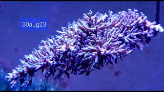 4 months of Acropora Echinata quotICE FIREquot [upl. by Arno467]