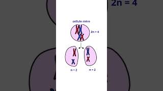 La Meïose Division Cellulaire Différente De La Mitose [upl. by Rengia17]