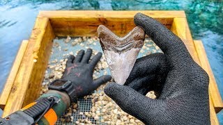 Found Megalodon Shark Tooth Underwater While Fossil Hunting How to Find Shark Teeth [upl. by Elfont]