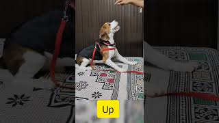 Dog Funny Short  Dog Training dog doglover funny pets entertainment satisfying slomo asmr [upl. by Knick]