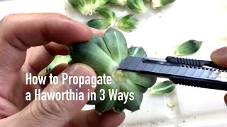 How to Propagate a Haworthia in 3 Ways [upl. by Eleazar]