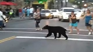 Nervous bear walks the streets of Gatlinburg Tenn [upl. by Sehcaep]