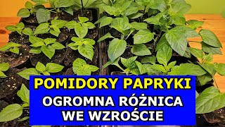 OGROMNA RÓŻNICA we wzroście Pomidorów Papryki Dlaczego Rozsada Nie Rośnie Światło Pikowanie Uprawa [upl. by Karoline]