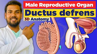 Ductus deferens Anatomy in 3D  Relation with Course Blood amp Nerve Supply Clinical simplified [upl. by Tad610]