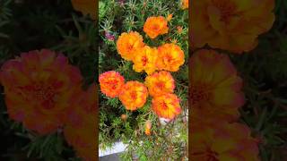 Such a most beautiful Moss Rose 🌹 Plant shorts flowers garden love [upl. by Aihc]