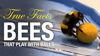 True Facts Bees That Play With Balls And Do Math [upl. by Mickey371]