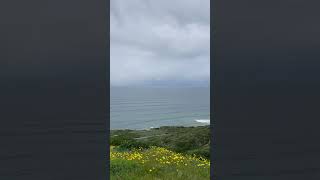 Springtime in California 🌊 💐 sandiego california superbloom [upl. by Dickens]