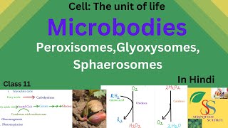 Microbodies PeroxisomesGlyoxysomesSphaerosomesClass11in Hindi [upl. by Jaworski]