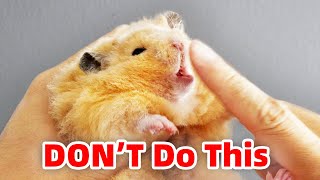 How To Pick Up Hamsters Without Being Bitten [upl. by Alikat]