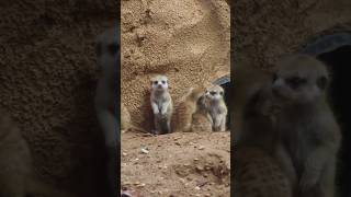 meerkat 👀 wildlife viralvideo animals jungle viralshorts viralreels natural naturesounds [upl. by Aerdnahs]