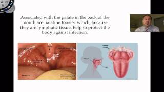 The Oral Cavity [upl. by Wisnicki611]